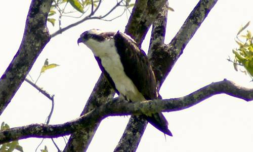 Aves Rapaces